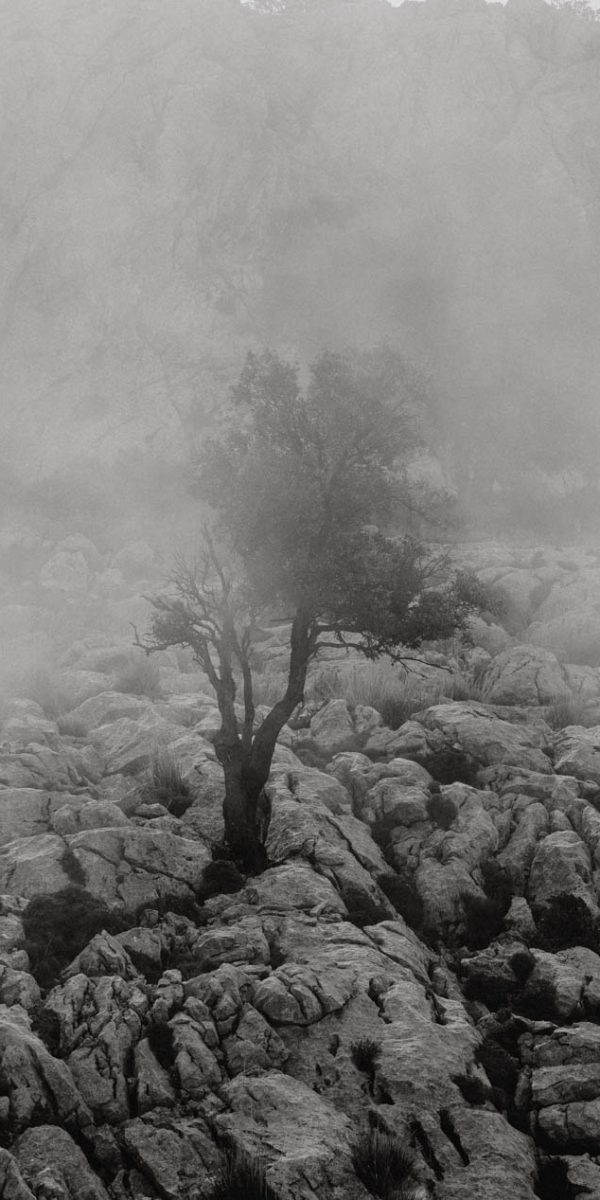 nature-28 nature-28